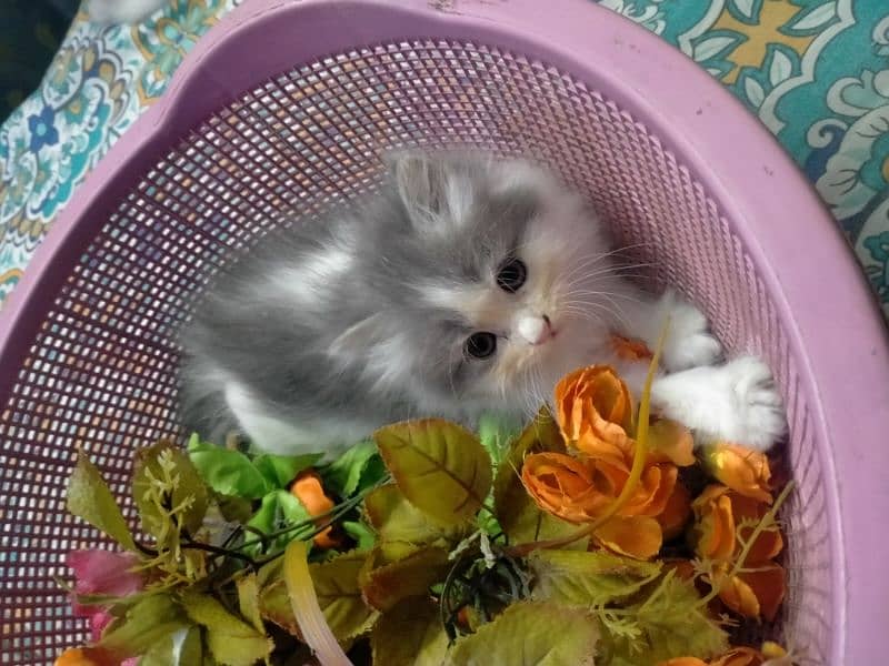 Persian kitten 12