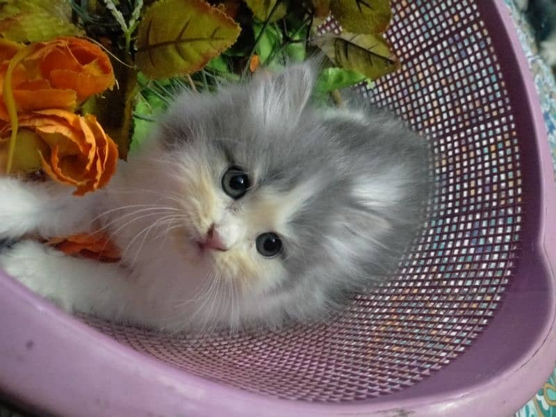 Persian kitten 13