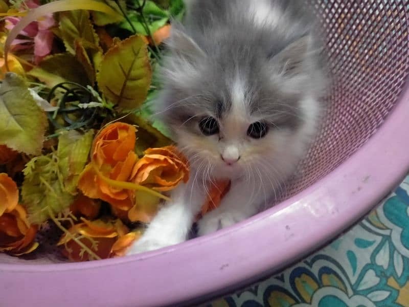 Persian kitten 16