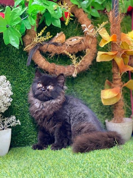 Persian Cats and Kittens 3