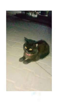 Maggie Name Cat for sale