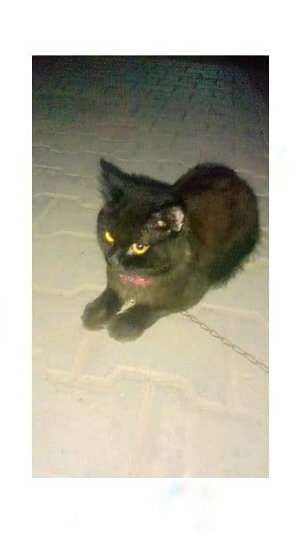 Maggie Name Cat for sale 3