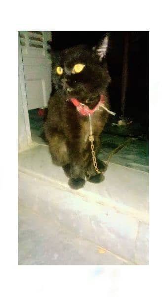 Maggie Name Cat for sale 4