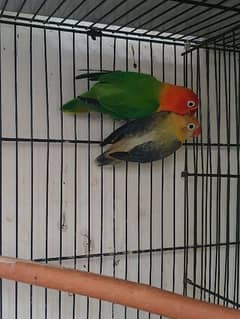 Love Birds 4 Sale