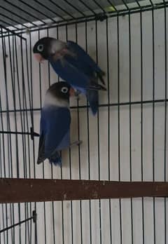 Love Birds 4 Sale