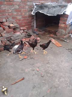 Pure Desi hen age 4 month