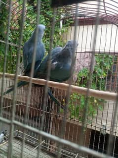 Blue Ringneck Pair