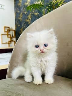 Persian kittens available for sale