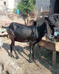 Black beetal Bakri