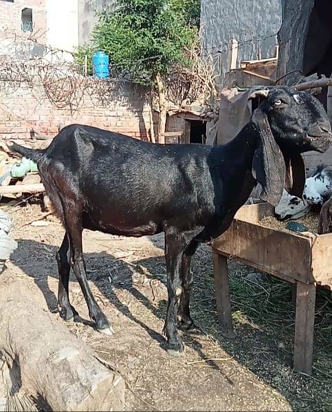 Black beetal Bakri 0