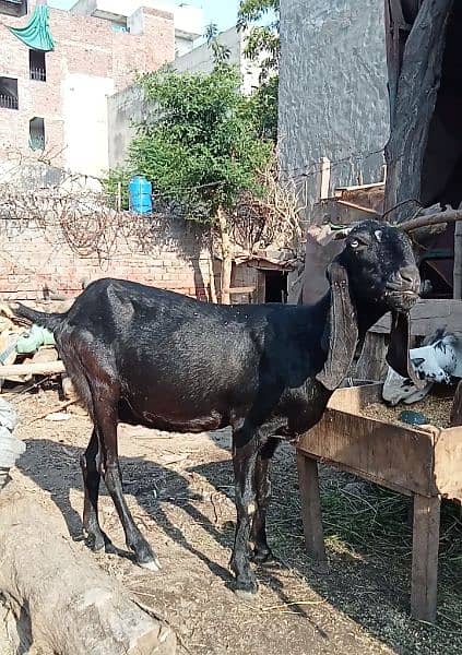 Black beetal Bakri 1