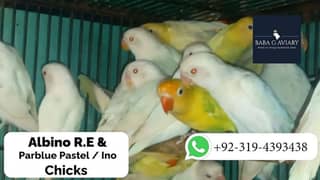 Albino Red Eyes Adult Chick's