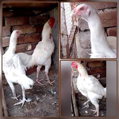 3 months chick's for sale