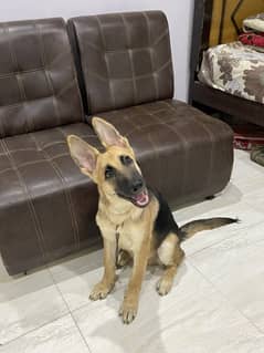 3.5 months old working line doable coat German shepherd