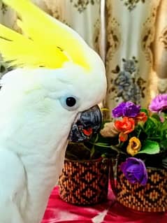 Medium sulphur cockatoo 0