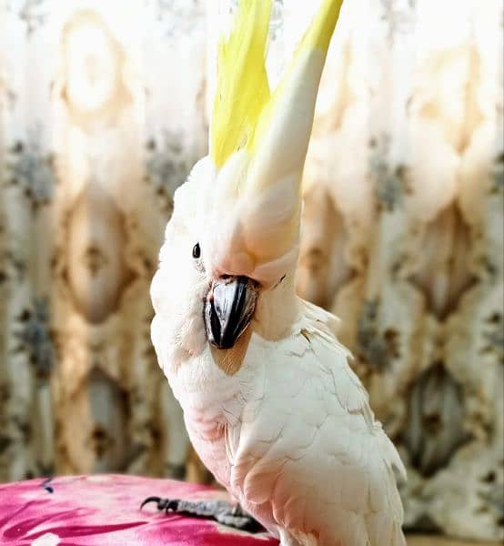 Medium sulphur cockatoo 1