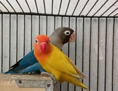 love bird pair jambo size kamal ka pair ha full breeder pair