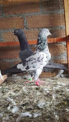 Highflying pigeons. . . Quality birds. .