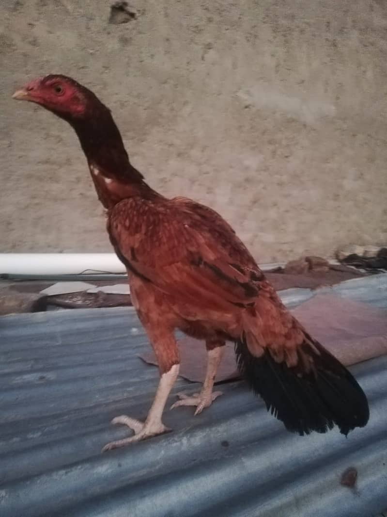 Cuco heavy brahma imported bloodline 7