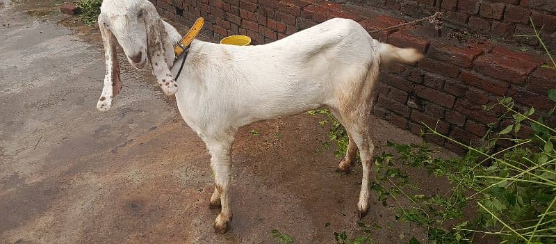 goat for sale 1