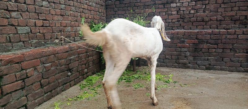 goat for sale 2