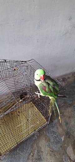 Active  and healthy Talking parrot