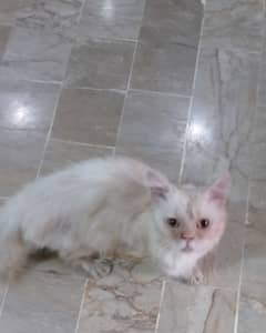 male persian punch face cat ready to breed