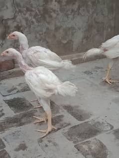 white Heera Aseel for sale