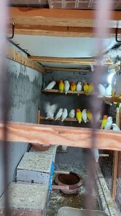 arbino love birds breeder pair.  03054547236