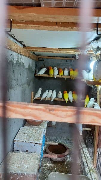 arbino love birds breeder pair.  03054547236 4