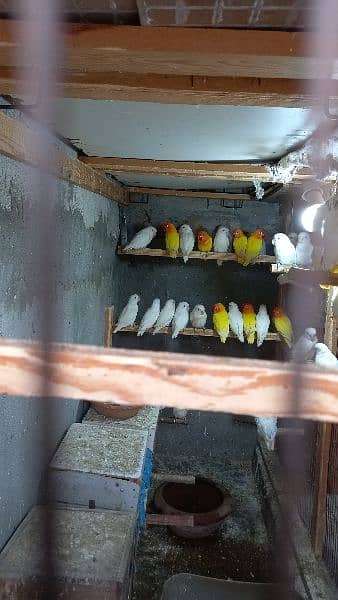 arbino love birds breeder pair.  03054547236 5