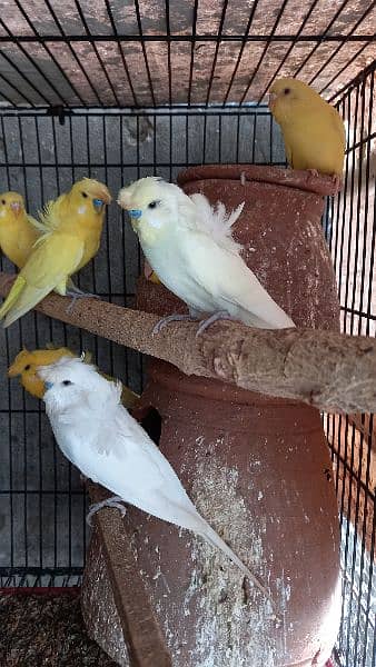 arbino love birds breeder pair.  03054547236 7