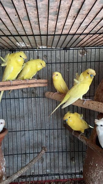 arbino love birds breeder pair.  03054547236 8