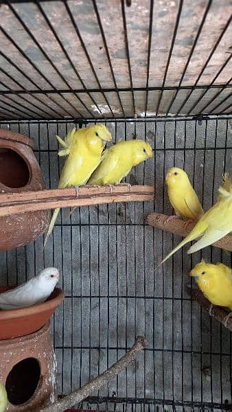 arbino love birds breeder pair.  03054547236 9