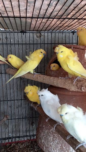 arbino love birds breeder pair.  03054547236 10