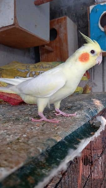 arbino love birds breeder pair.  03054547236 11