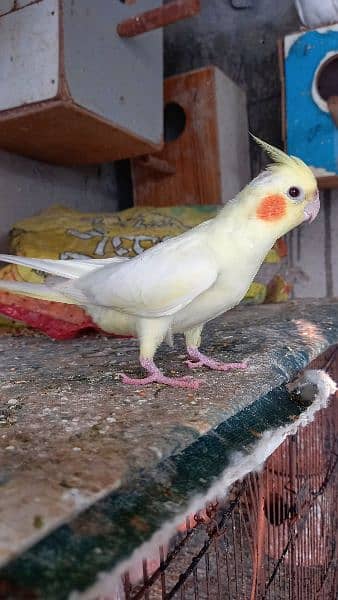 arbino love birds breeder pair.  03054547236 12