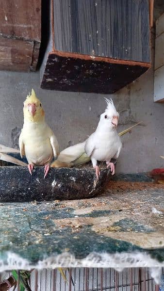 arbino love birds breeder pair.  03054547236 13