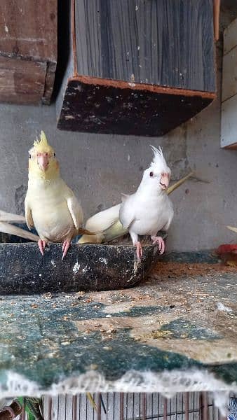 arbino love birds breeder pair.  03054547236 14