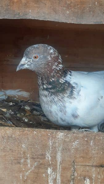 indian surkha male for sale. brreder kabootar in yellow eyes. 6