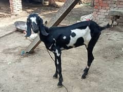 bakri