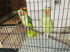 Raw parrot pinjry k sath apko mil jay gy 45000 ma