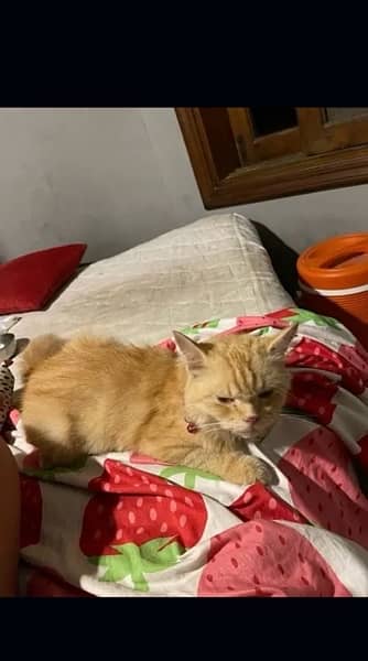 Orange persian cat 0