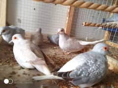 Simple and Red dove pair for sale