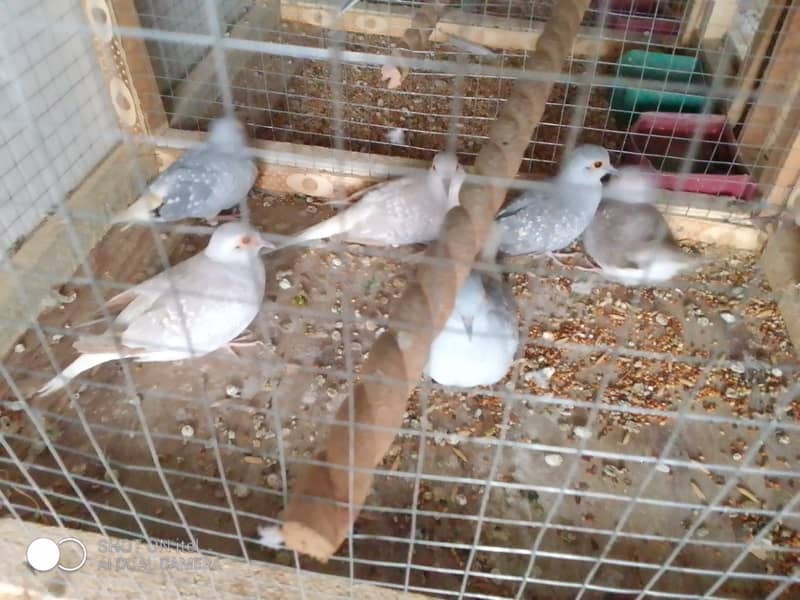 4 red dove male for pices for sale 1