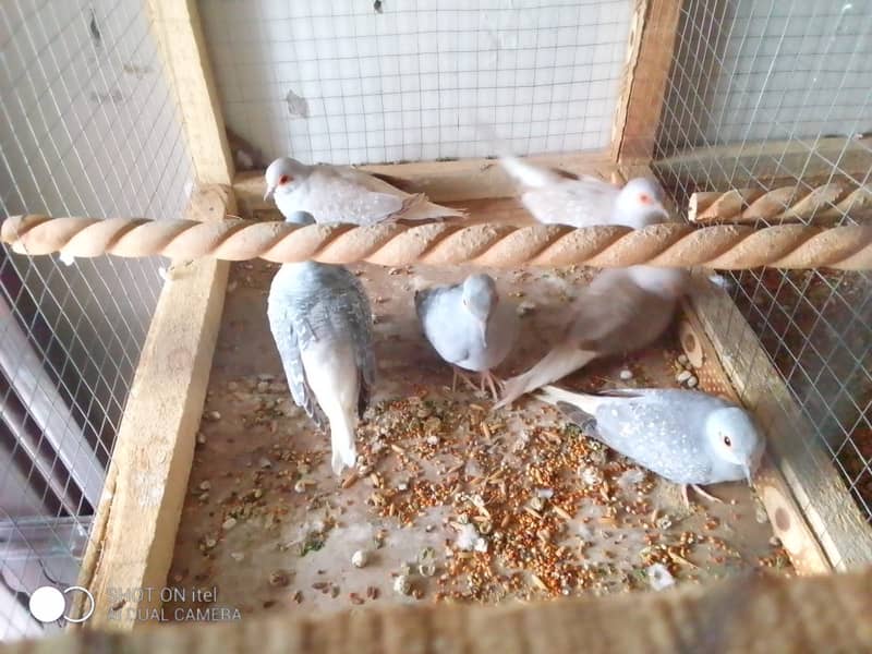 4 red dove male for pices for sale 2