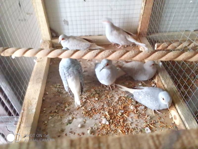 4 red dove male for pices for sale 3