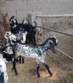 Makhi Cheena Breeder Quality