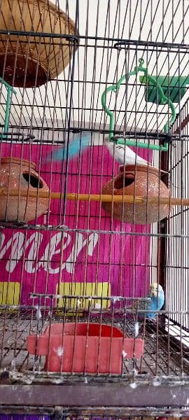 4 portion cage with 3 pair Australian parrot 2