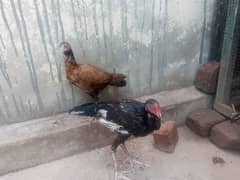 Aseel Thai  (1 pair) 3 chick